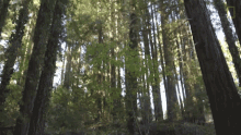 Tall Trees What Happens If Your Town Runs Out Of Water GIF - Tall Trees What Happens If Your Town Runs Out Of Water Big Trees GIFs