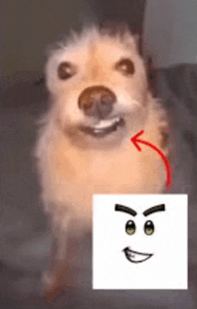 a close up of a dog with a drawing of a face next to it .