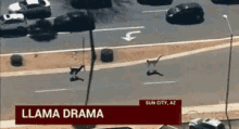 Llama Drama Running GIF - Llama Drama Running Come Back GIFs