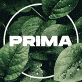 Prima GIF - Prima GIFs