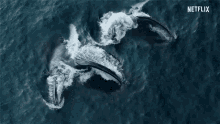Whale Eating GIF