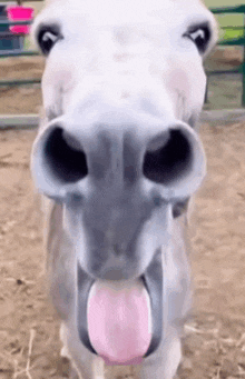 a close up of a donkey 's nose with its tongue out .