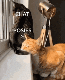two cats are sitting next to each other on a window sill and one of them is looking out the window .