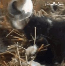 Licking The Pet Collective GIF - Licking The Pet Collective Cat GIFs