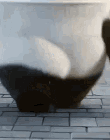 Panda Booty Shake GIF - Panda Booty Shake Walking GIFs