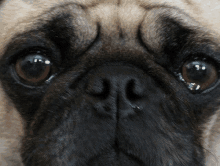 Sad Pug GIF - Sad Pug GIFs