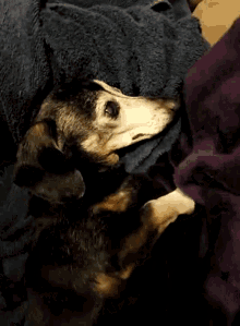 Dog Sleeping GIF - Dog Sleeping Lazy GIFs