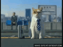 Cat Business Trip - Trip GIF
