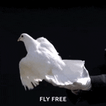 a person is holding a white pigeon in their hands and it is flying away .
