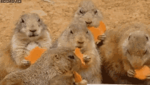 Prairie Dogs Cheezits GIF - Prairie Dogs Cheezits Eating GIFs