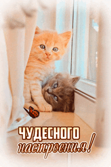 a picture of two kittens on a window sill with a butterfly and the words " чудесного настроения "