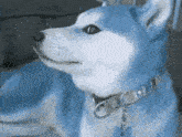 Blue Doge GIF - Blue Doge Soge GIFs