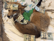 a fox is laying on a bed with twenty dollar bills around its head