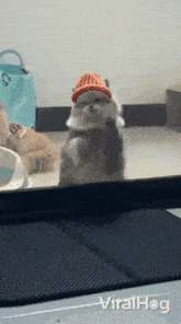 a cat wearing a hat is standing in front of a viralhog advertisement