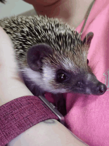 Hedgehog Prickles GIF - Hedgehog Prickles Cute GIFs