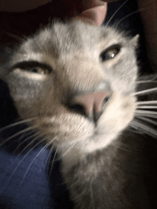 a close up of a cat 's face with a person holding it