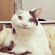 Beluga Cat Meow GIF - Beluga Cat Meow Cat GIFs