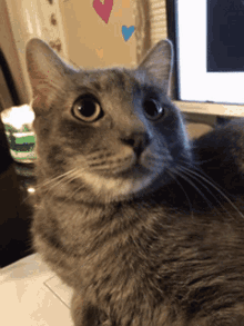 Michio Cat GIF - Michio Cat Blink GIFs