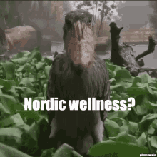 Nordic Wellness GIF - Nordic Wellness Nordic Wellness GIFs