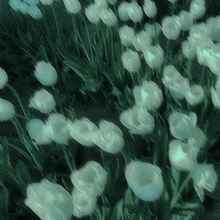 Flowers GIF