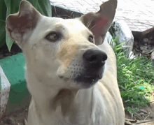 a close up of a dog 's face with a green plant in the background