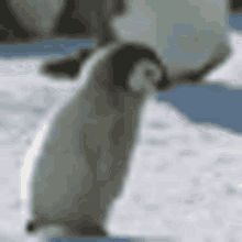 Penguin Cute GIF - Penguin Cute Bird GIFs