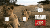 three lions are laying in a field next to a kit kat bar