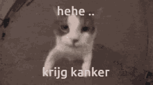 Kanker Kusje Kanker GIF - Kanker Kusje Kanker Kanker Poes GIFs