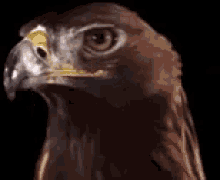 Stare Down Eagle GIF