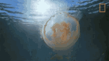 jellyfish alaskas deadliest moon jellyfish swimming sea jellies