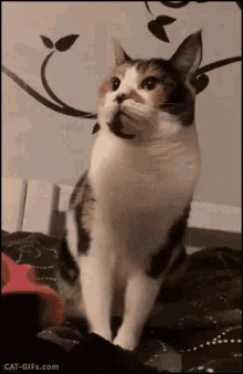 Flip Off Cat Angry Cat GIF - Flip Off Cat Angry Cat GIFs