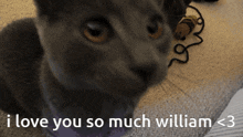 I Love You So Much William Cat GIF - I Love You So Much William Cat GIFs