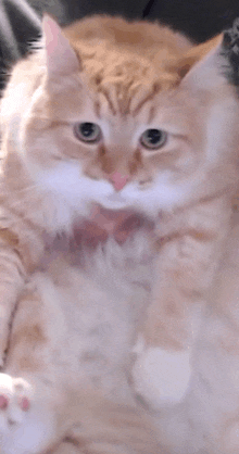 a close up of an orange and white cat with a bow tie