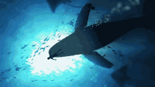 Whale Ocean GIF