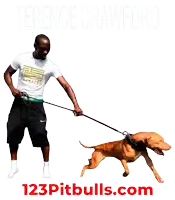a man is walking a dog on a leash with the website 123pitbulls.com in the background