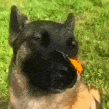 a dog with a piece of food in its mouth