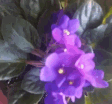 Pretty Mother GIF - Pretty Mother Violet GIFs