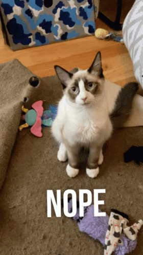 Nope Cat GIF - Nope Cat Funny - Discover & Share GIFs