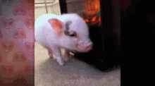 可愛小豬豬 Cute Piglet GIF
