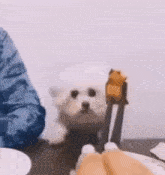 a small white dog is sitting on a table next to a person holding tongs .