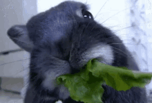 rabbit eating chew vegan
