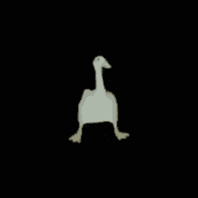 Pato Dançando Duck GIF - Pato Dançando Duck Walking GIFs