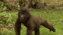 walking around protecting orphaned gorillas mission critical baby gorilla leaving