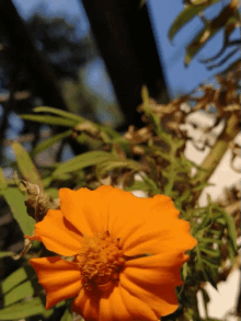 Sunflower Dead GIF