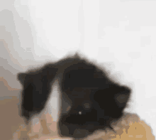 Cat Cat Scream GIF - Cat Cat Scream Cat Blanket GIFs