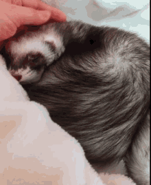 Cute Ferret GIF - Cute Ferret Cuddle GIFs
