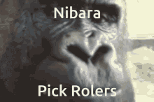Monkey Pick Roles GIF - Monkey Pick Roles GIFs
