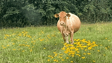 Moo Moo Yellow Flower Cow GIF - Moo Moo Yellow Flower Cow Yellow Flowers GIFs