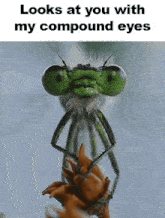 Looks At You Looks At You With My Compound Eyes GIF