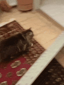 a cat laying on a rug on a wooden floor
